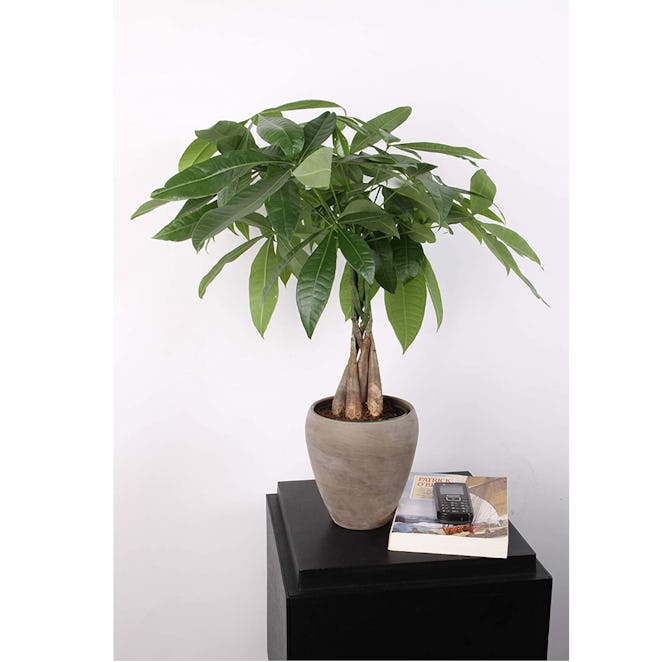 Costa Farms Money Tree