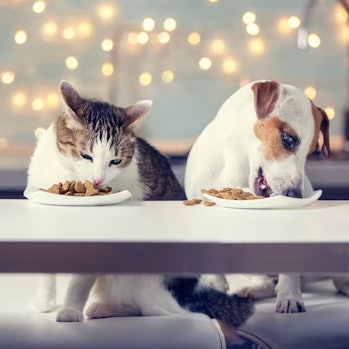 Cane e gatto fianco a fianco, entrambi mangiano felicemente cibo dalle ciotole su un tavolo