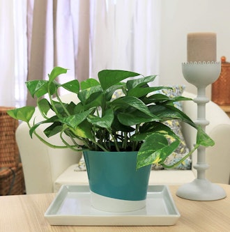 Costa Farms Easy Care Devil's Ivy Golden Pothos