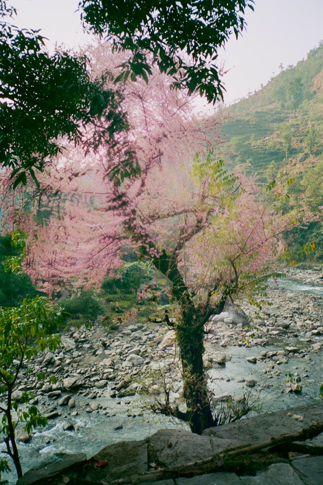 Michael Hauptman's photograph from Of Matter and Time with a tree with pink blurred parts next to a ...