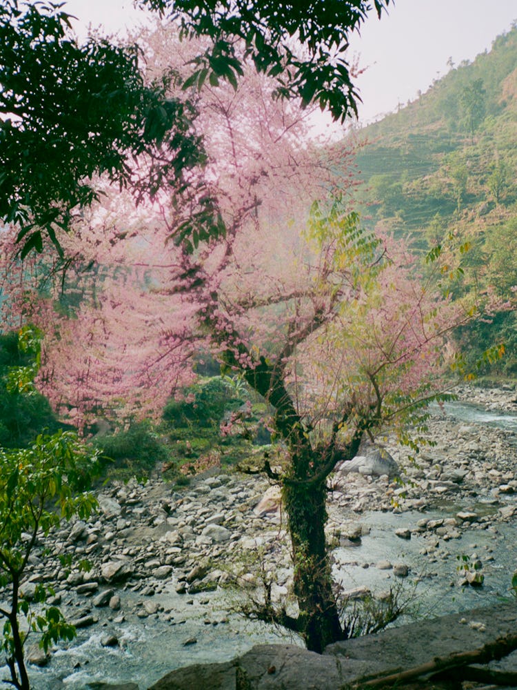 Michael Hauptman's photograph from Of Matter and Time with a tree with pink blurred parts next to a ...