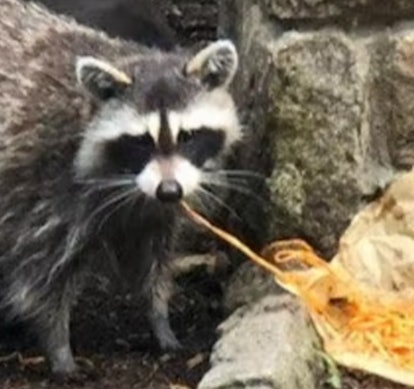 Close up of raccoon eating spaghetti on sidewalk next to the park.