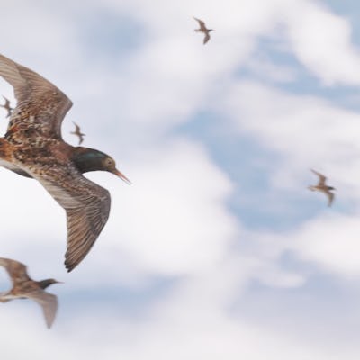A screenshot from a trailer for the game Wingspan, showing a group of birds flying against a blue sk...