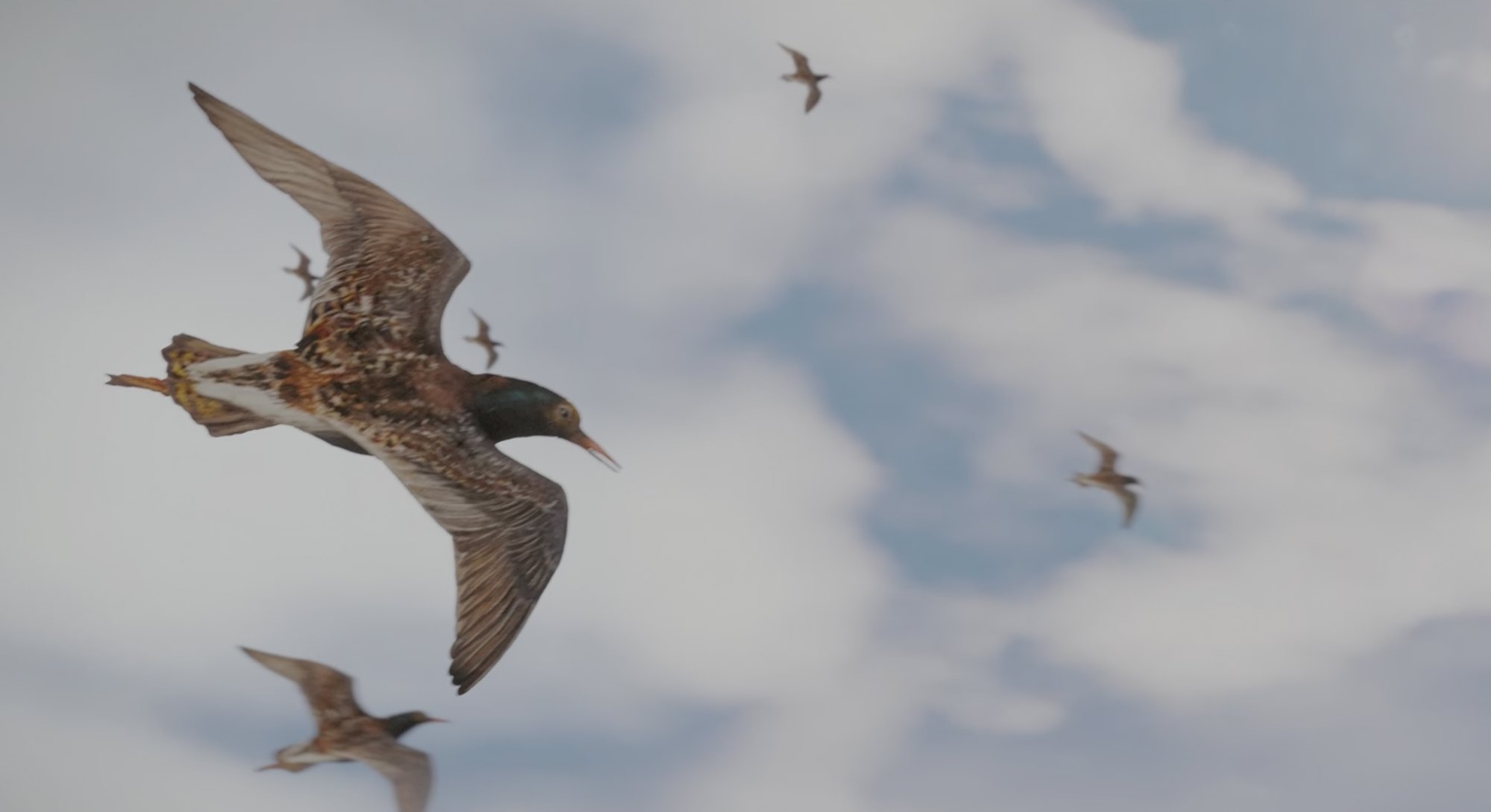 A screenshot from a trailer for the game Wingspan, showing a group of birds flying against a blue sk...