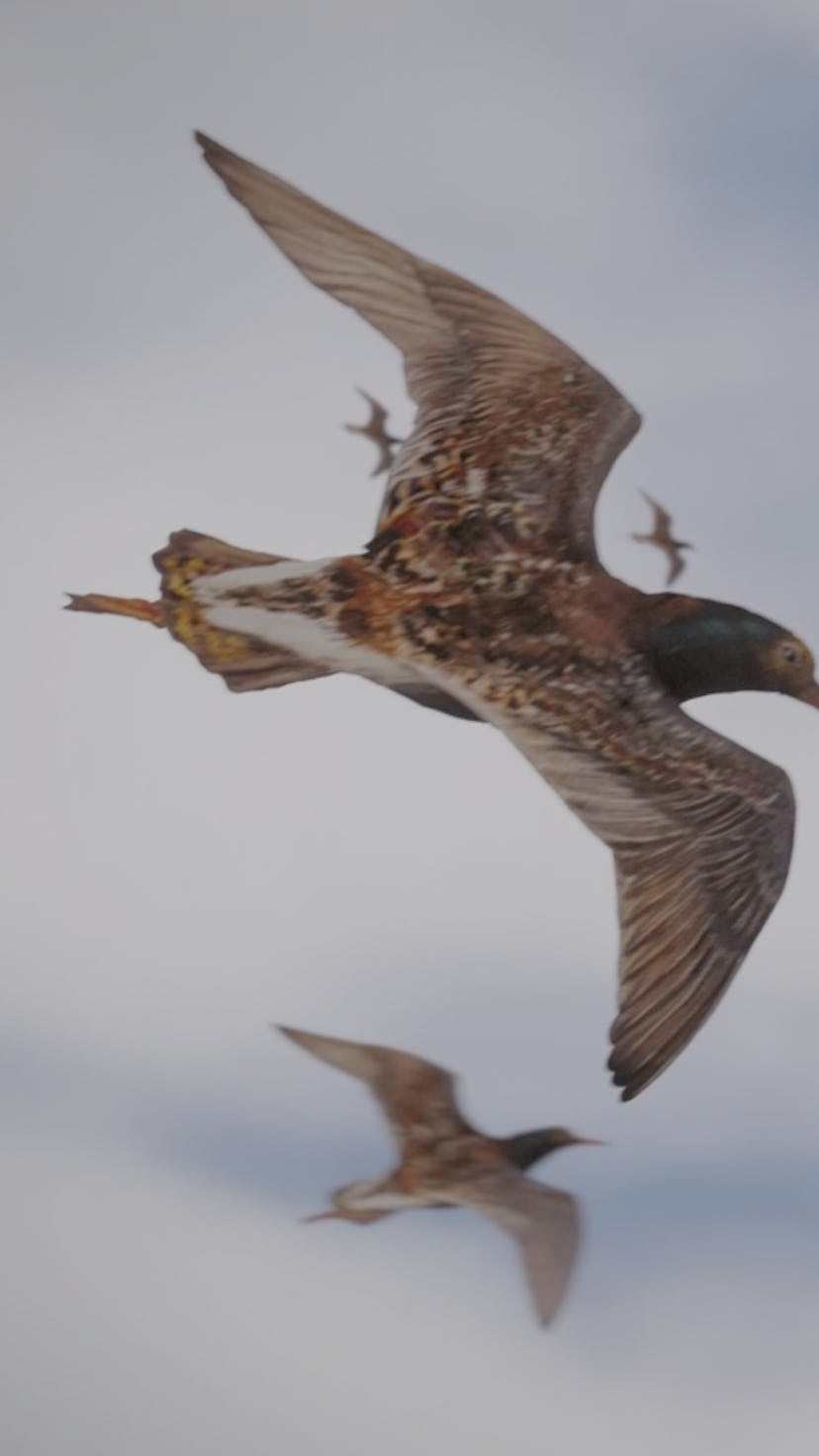 A screenshot from a trailer for the game Wingspan, showing a group of birds flying against a blue sk...