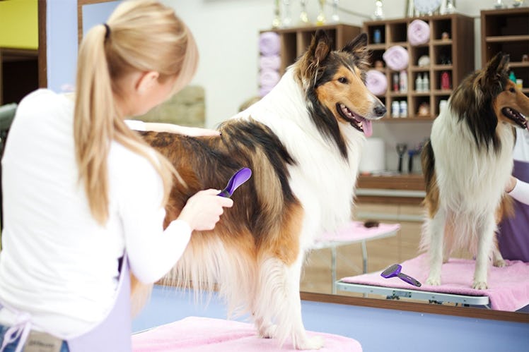 Hertzko Soft Bristle Pet Brush 