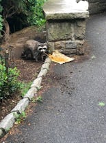 Raccoon eating spaghetti on sidewalk next to the park.
