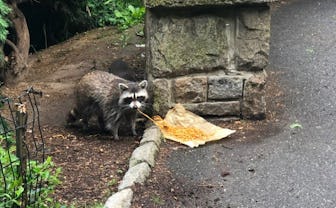 Raccoon eating spaghetti on sidewalk next to the park.