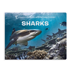 'Sharks' Board Book by John Maisey, Curator of Fossil