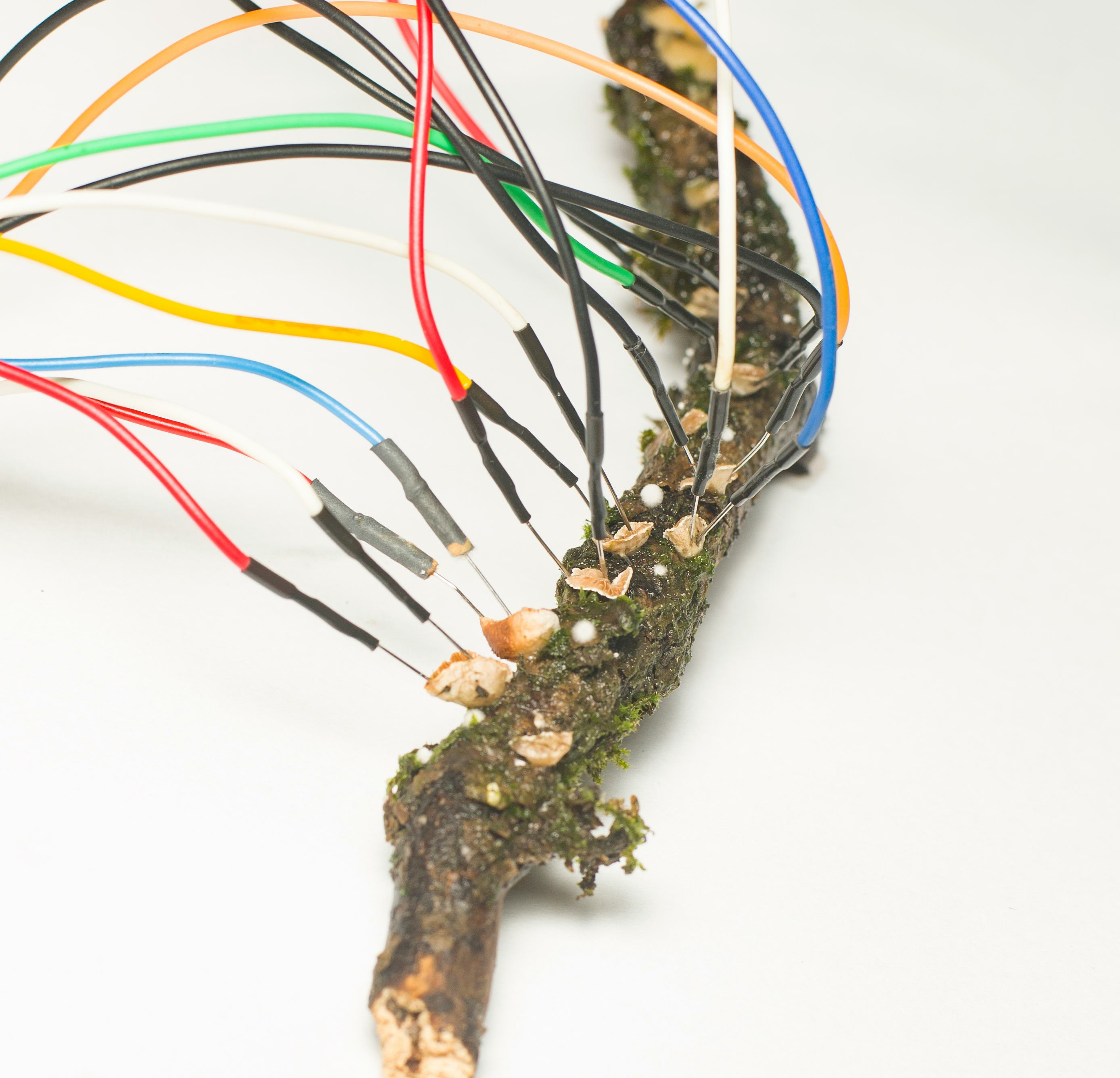 Fungi on a branch with electrodes attached