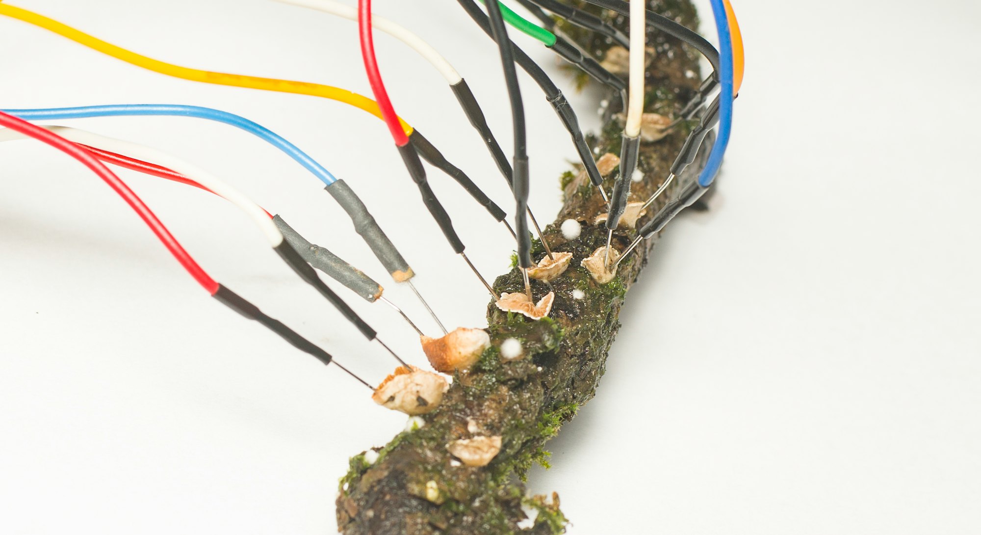 Fungi on a branch with electrodes attached
