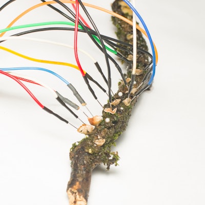 Fungi on a branch with electrodes attached