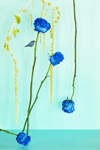 Blue Monday: Blue Roses, Floral Photo