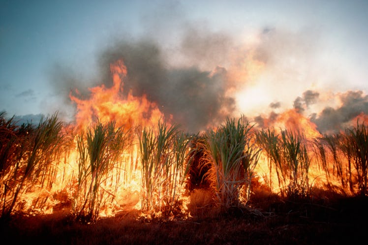 Fire burning sugar cane fields