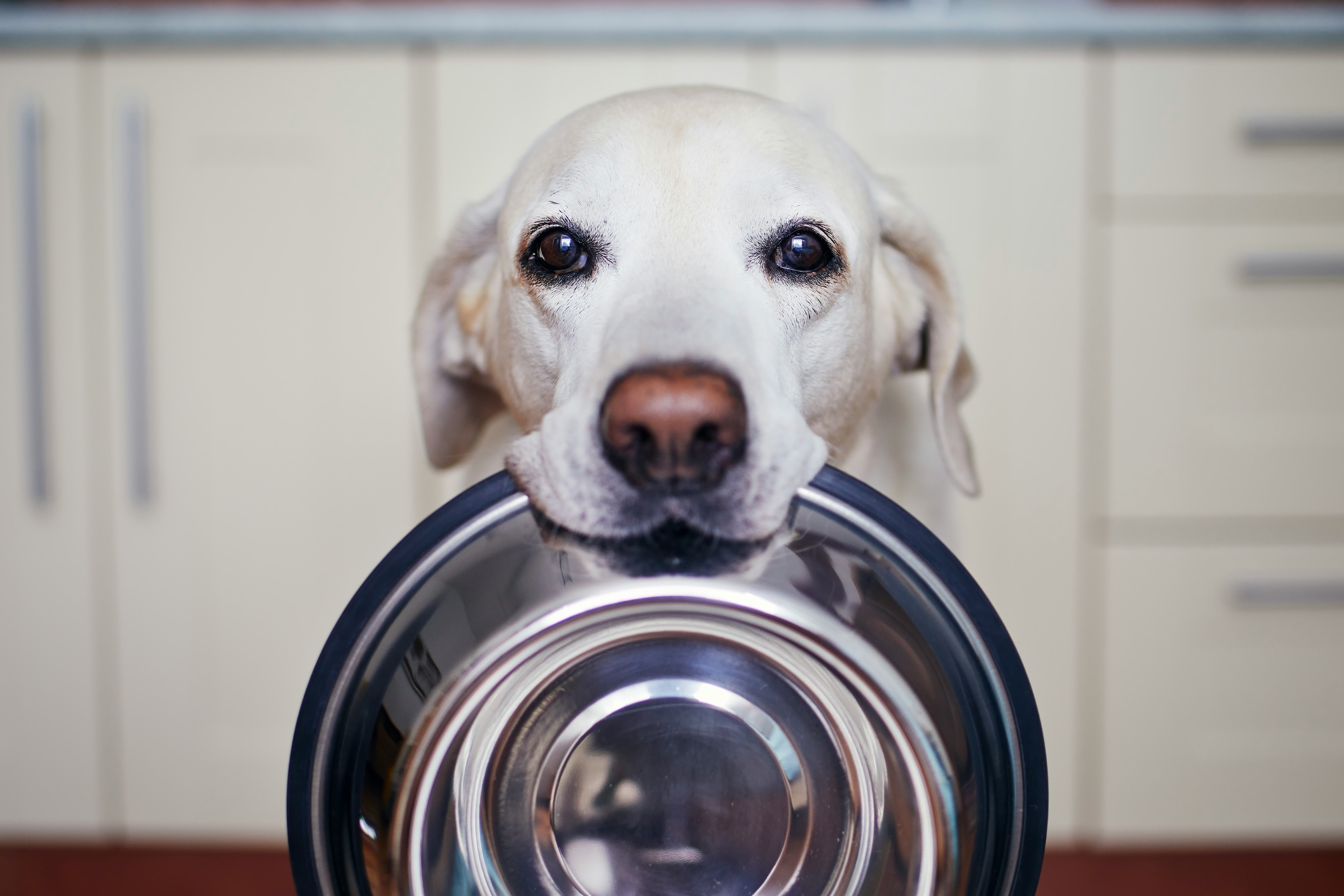 Dog holding outlet bowl