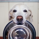 Dog holding food bowl in mouth