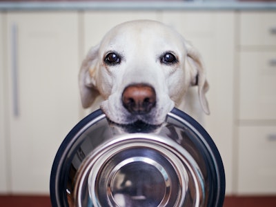 Dog holding food bowl in mouth