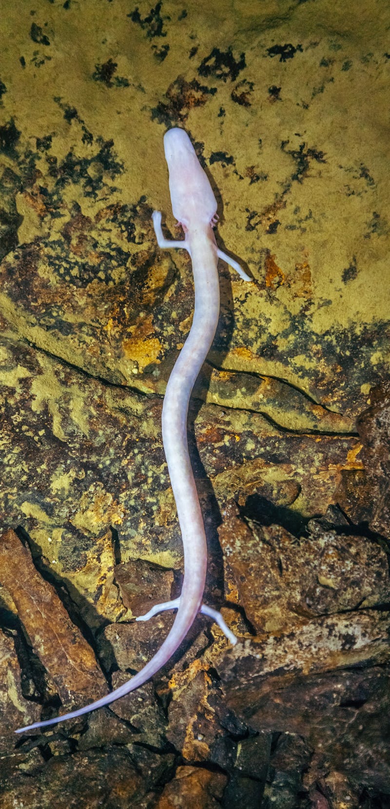 Olm, Proteus anguinus (human fish) in the subterranean waters of Karst region in Slovenia.