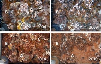 four pictures of lichen in soil crust, dated 2004, 2009, 2014, 2019, with pronounced decline in each...