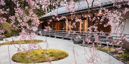 cherry blossoms in portland japanese garden