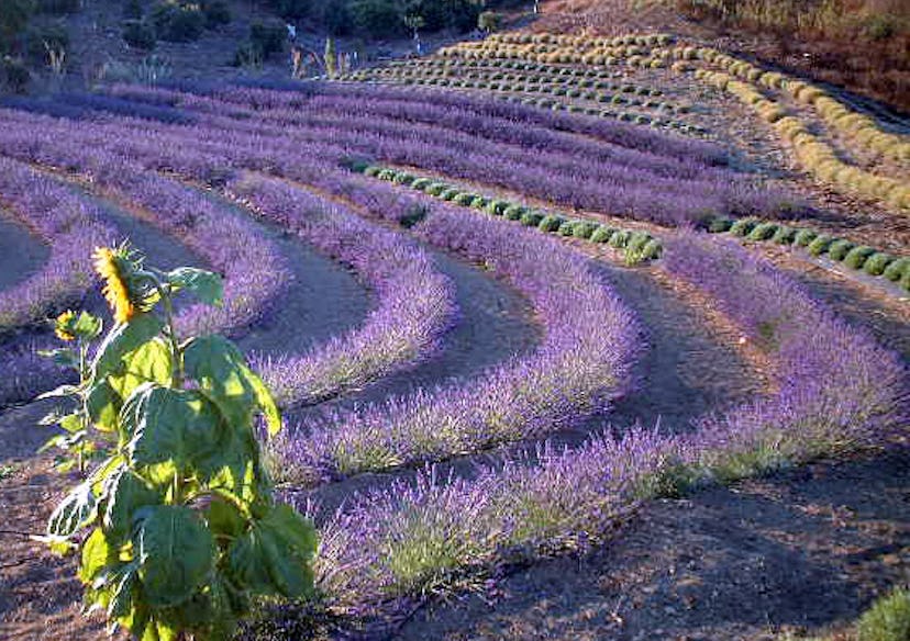 Ojai Valley Lavender Festival