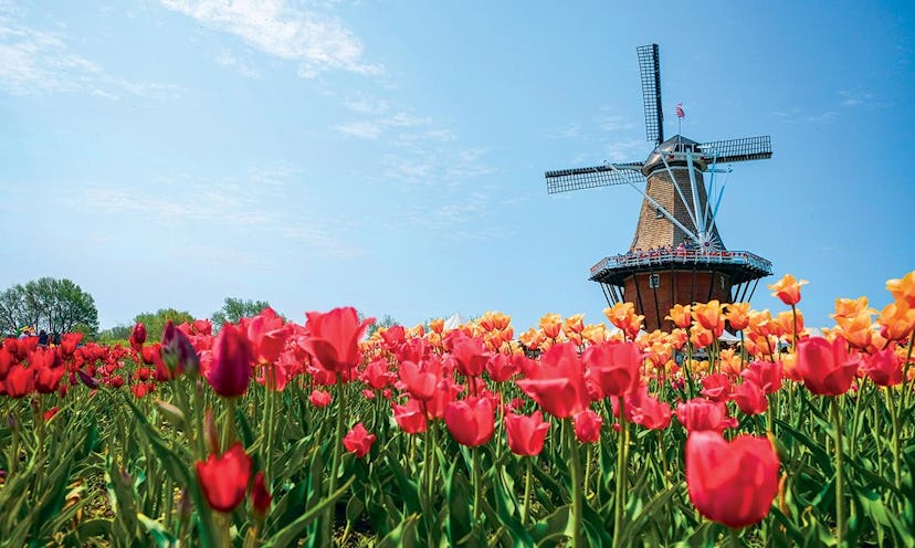 Tulip festival in Holland, Michigan
