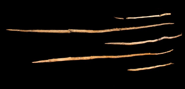 several primitive sharpened sticks laid near each other
