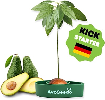 Regrowing food scraps, like this avocado pit, can help you save money on produce in the future.