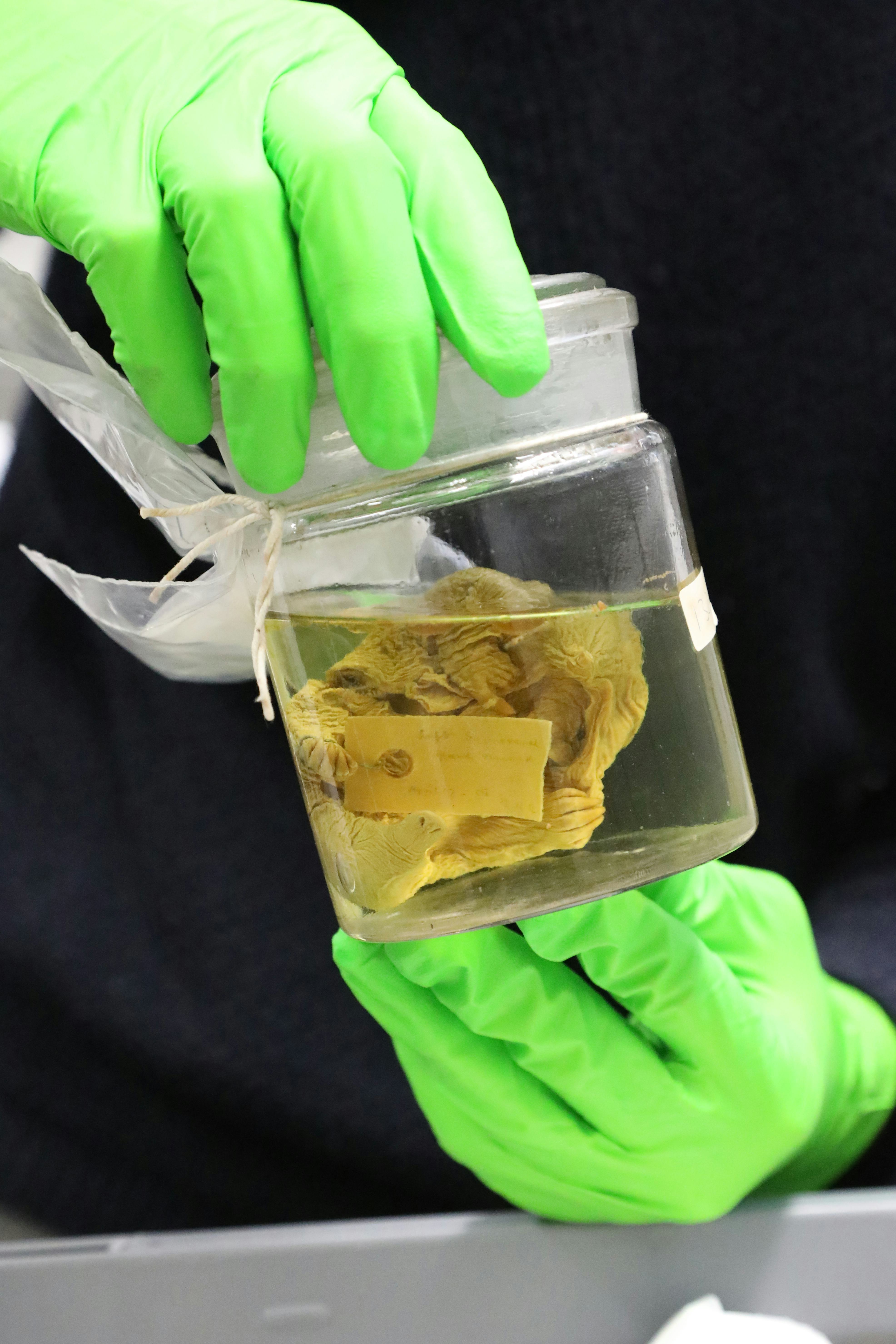 An echidna specimen preserved in a jar