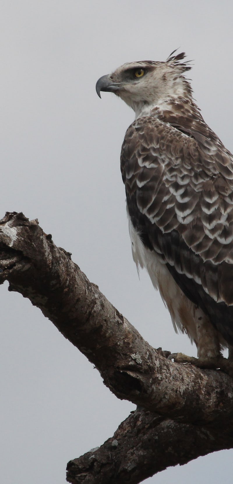 The Martial Eagle is a powerful raptor native to sub-Saharan Africa.