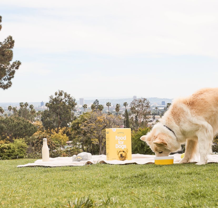 Sundays Dog Food Vet-Created Healthy Customized Picky Eaters
