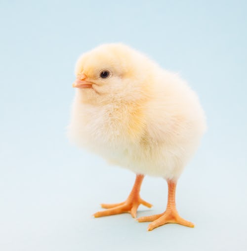 baby chicken has a quirky chicken name