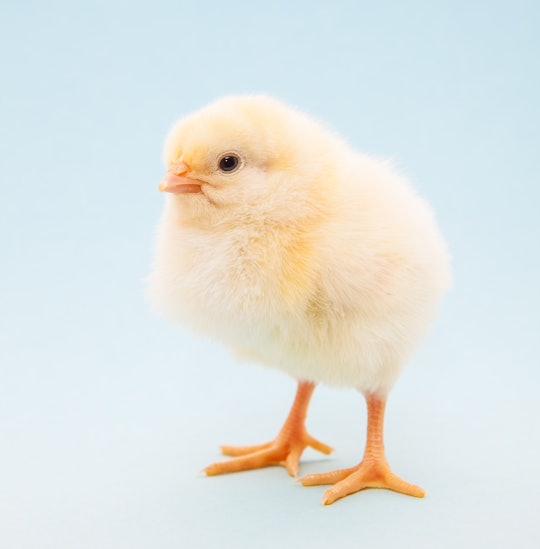 baby chicken has a quirky chicken name