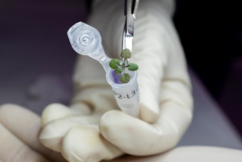 hand holding a small vial with a plant inside it held up by tweezers
