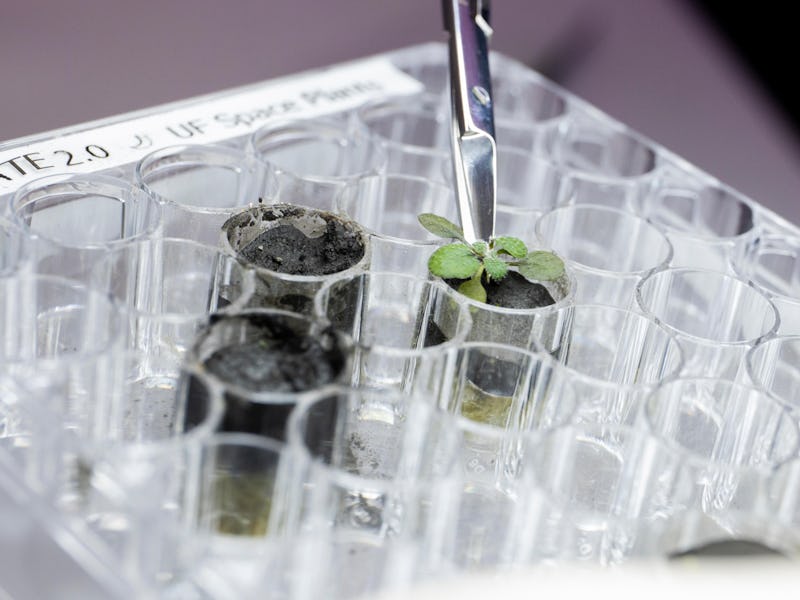 small plant growing in a vial
