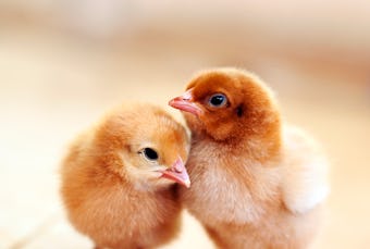 two baby chicken chicks with cute chicken names