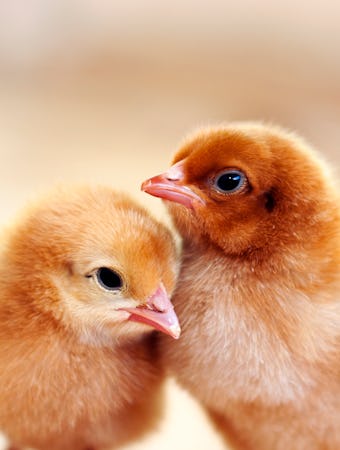 two baby chicken chicks with cute chicken names