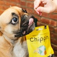 A French Bulldog being fed the Chippin Antioxidant Treats 