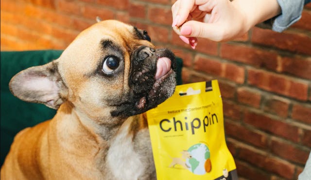 A French Bulldog being fed the Chippin Antioxidant Treats