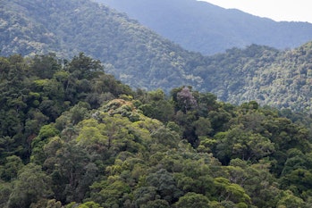 A view of Australia's relict tropical rainforest receding into the background.