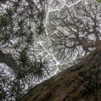 A view looking up at a tree canopy in Australia from the ground, with leaves partially obscuring the...