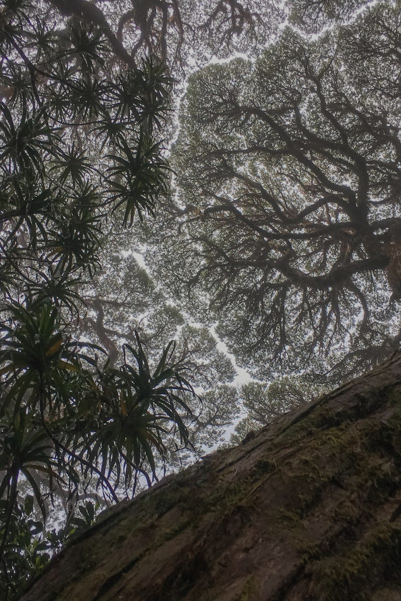 A view looking up at a tree canopy in Australia from the ground, with leaves partially obscuring the...