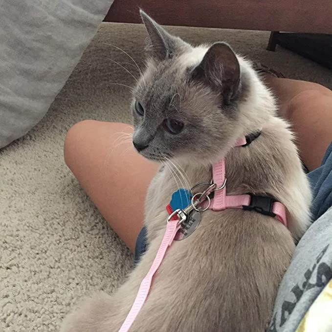 PUPTECK Adjustable Cat Harness