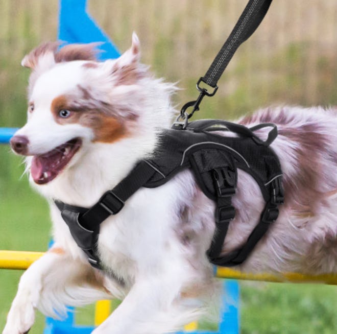 Rabbitgoo Escape-Proof Dog Harness