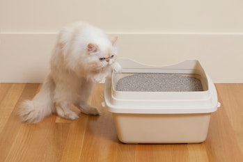 the cat goes into its litter box