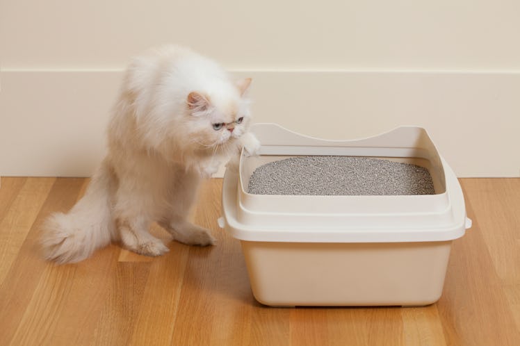 cat going to its litter box