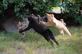 Kittens fighting