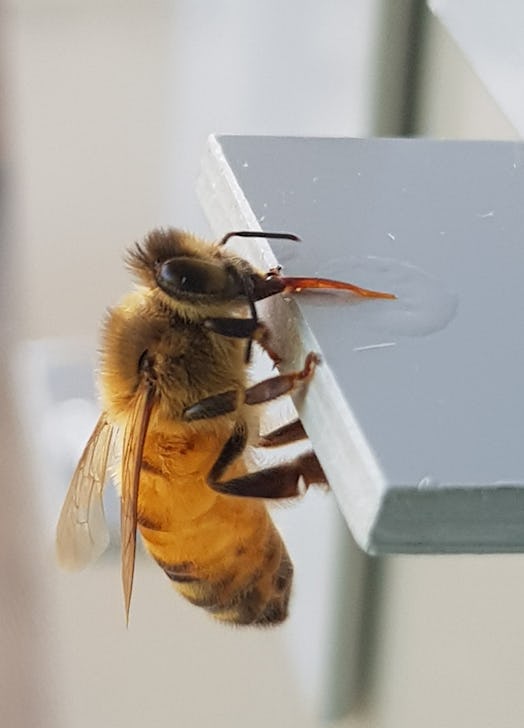 Honeybees landed on a platform to drink sugar water during the experiment.