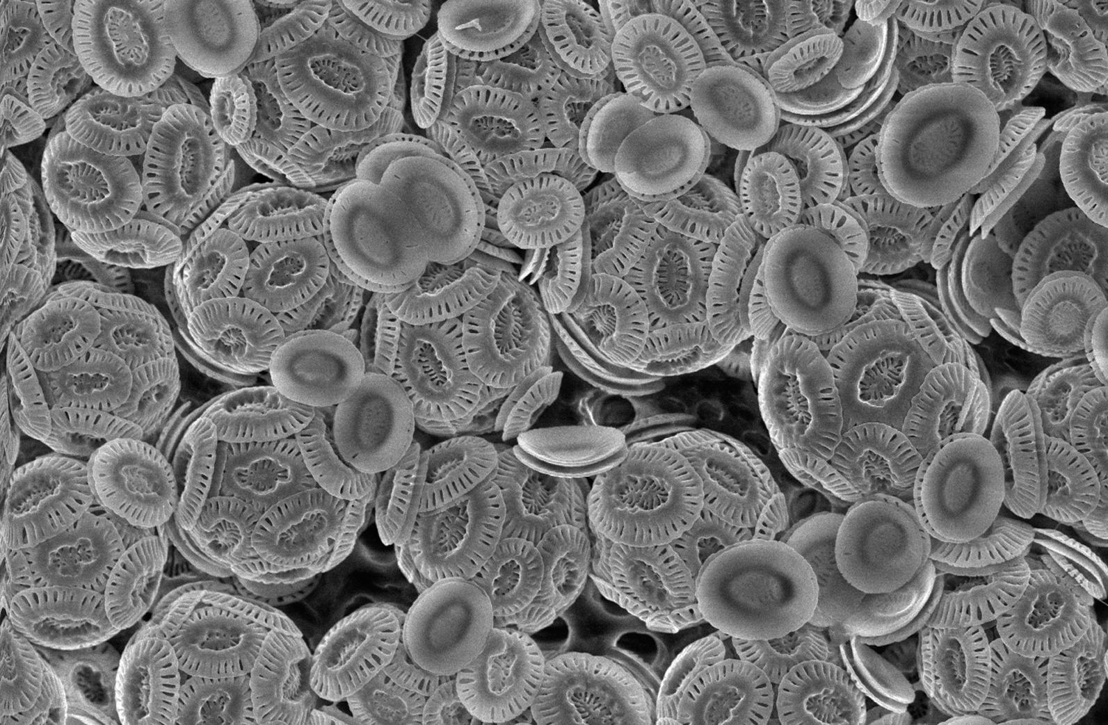 Coccolithophores in black and white