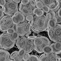 Coccolithophores in black and white